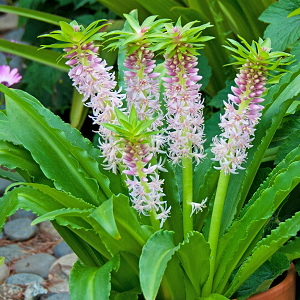 Eucomis Pineapple Lilies